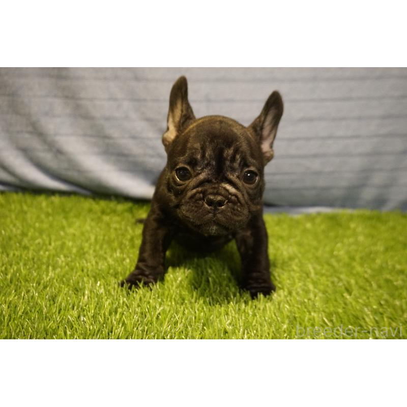 販売中の鹿児島県のフレンチブルドッグ-438933の6枚目
