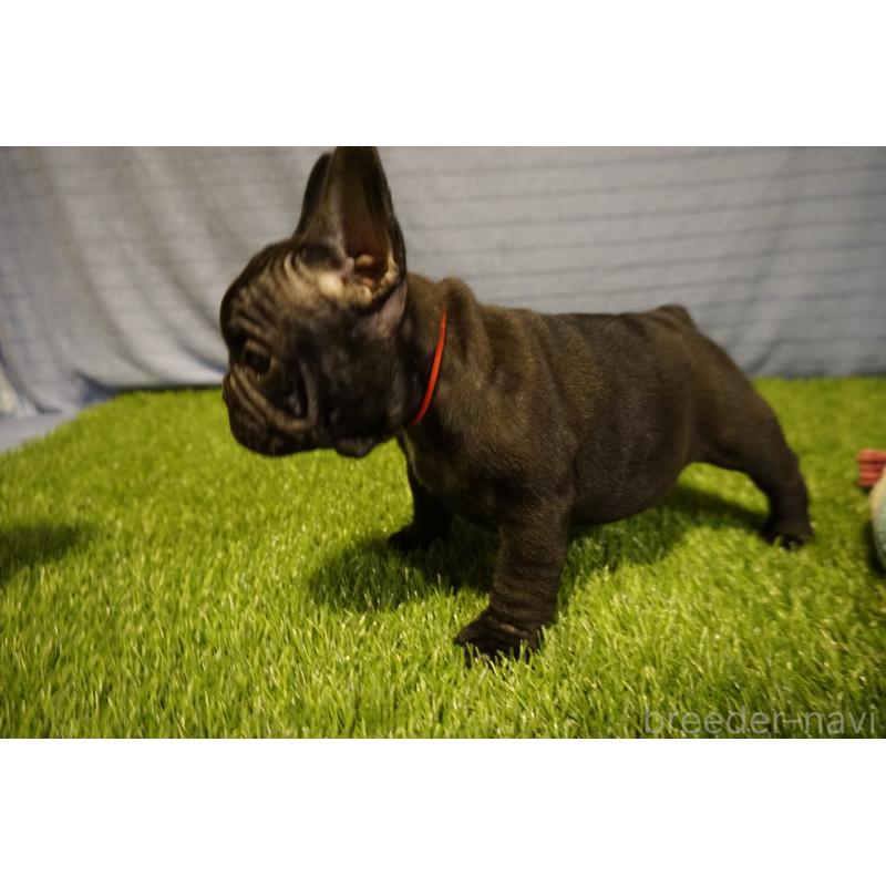 販売中の鹿児島県のフレンチブルドッグ-438933の5枚目