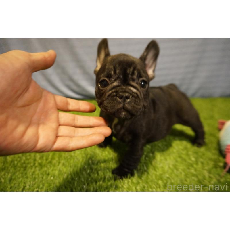 販売中の鹿児島県のフレンチブルドッグ-438933の3枚目