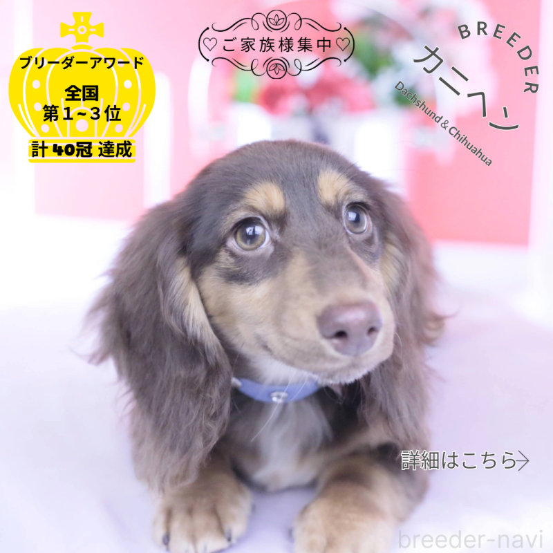 販売中ののカニンヘンダックスフンド(ロングヘアード)-420255