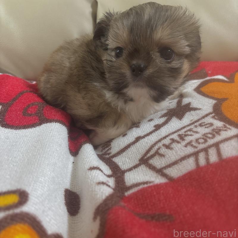 成約済の岐阜県のチワズー:チワワ×シーズー-438625の3枚目