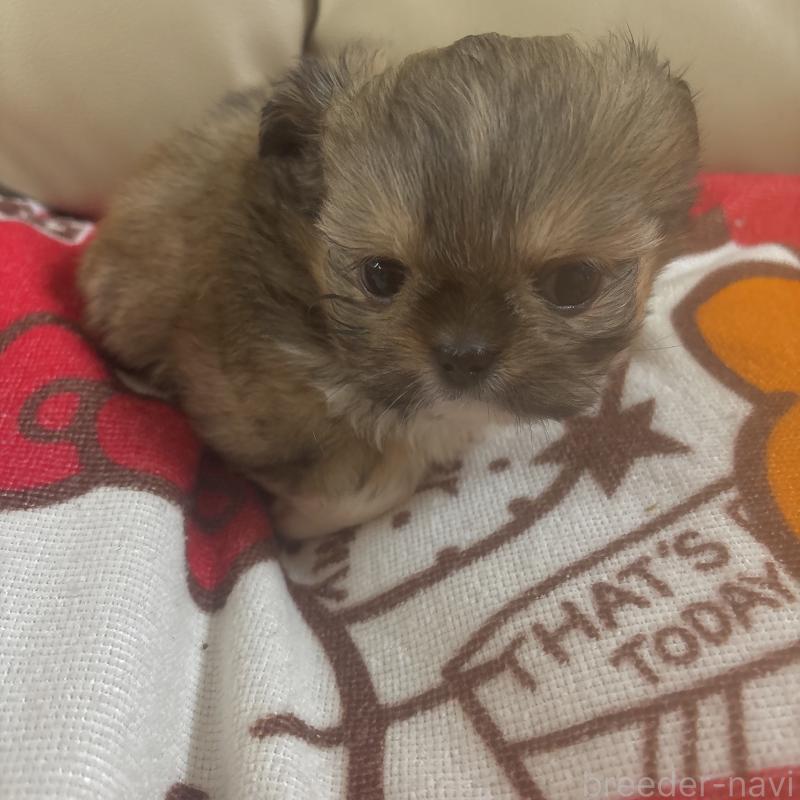 販売中の岐阜県のチワズー:チワワ×シーズー-438625