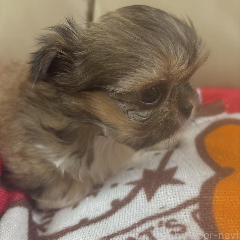 成約済の岐阜県のチワズー:チワワ×シーズー-438625の2枚目
