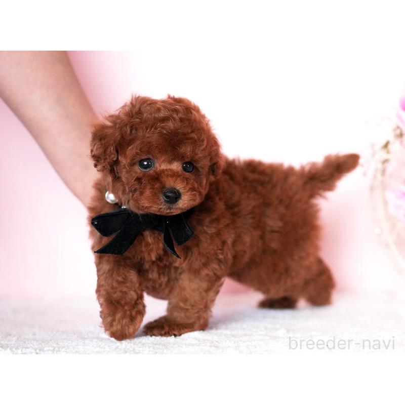 販売中の大分県のトイプードル-439108の4枚目