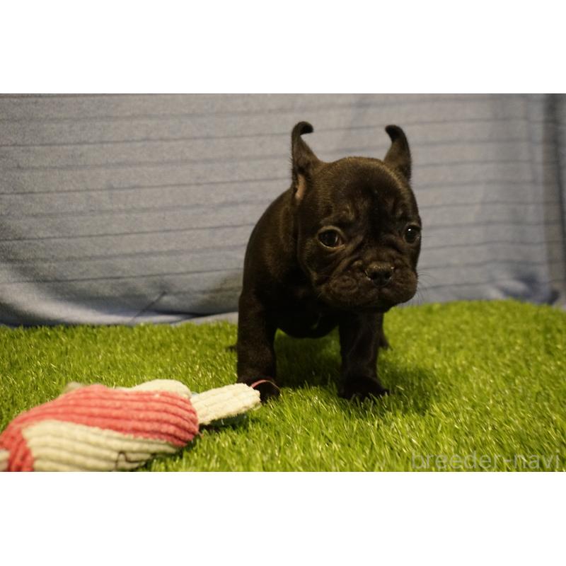 販売中の鹿児島県のフレンチブルドッグ-438936の5枚目