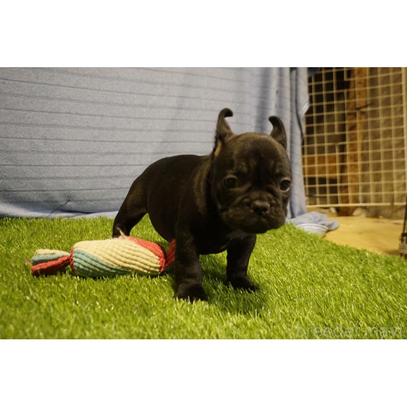 販売中の鹿児島県のフレンチブルドッグ-438936の4枚目