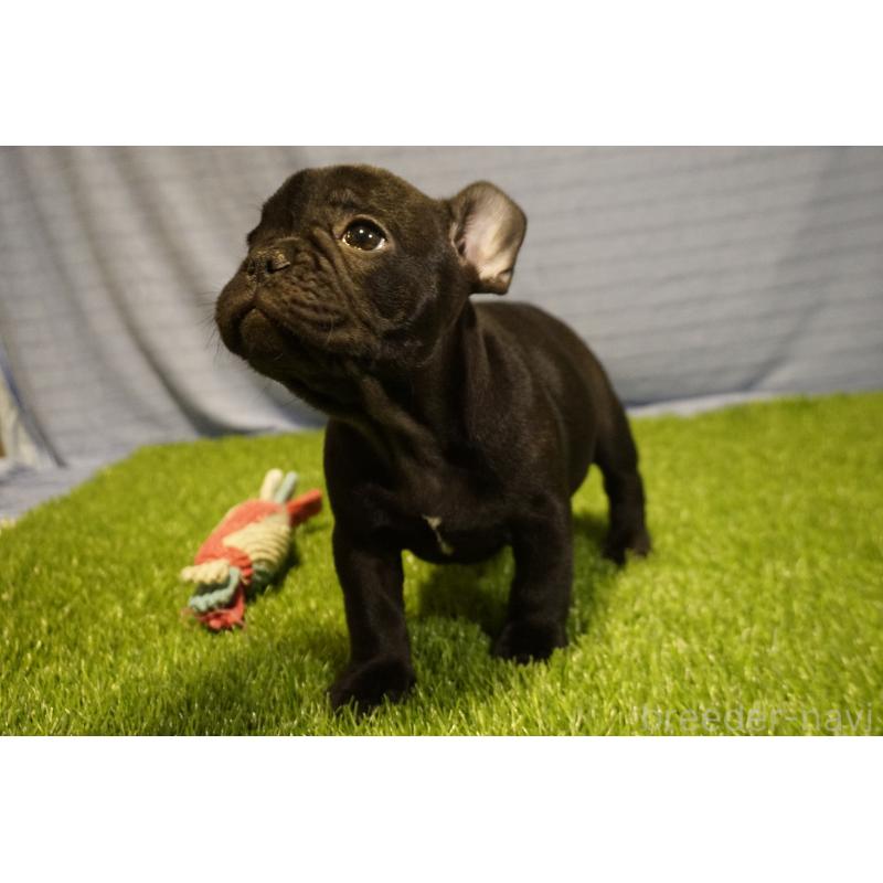 販売中の鹿児島県のフレンチブルドッグ-438936の3枚目