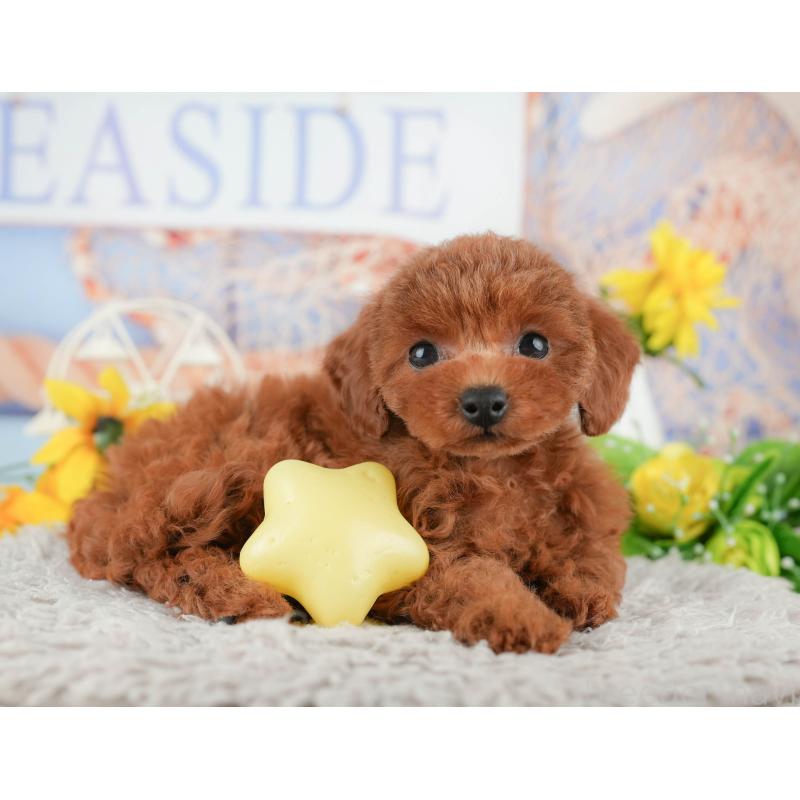 販売中の千葉県のトイプードル-438935の10枚目