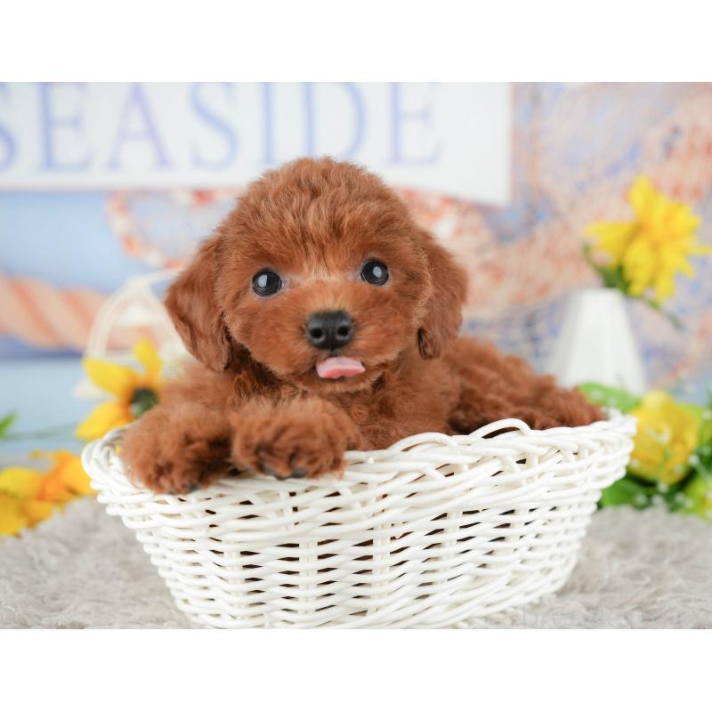 販売中の千葉県のトイプードル-438935の9枚目