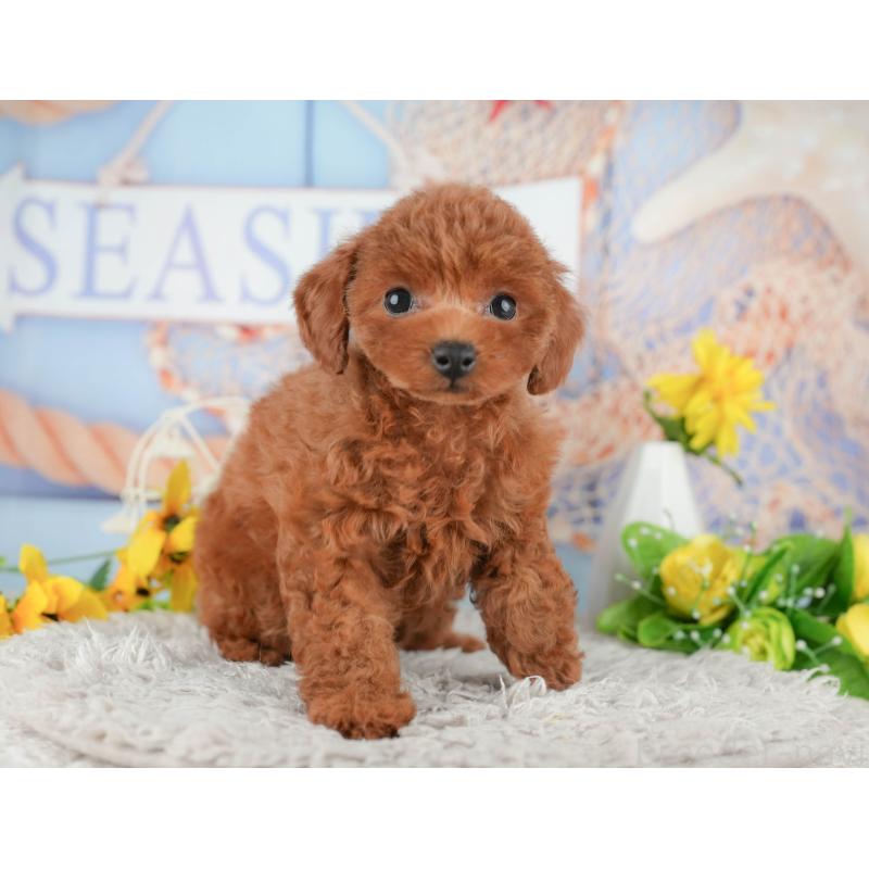 販売中の千葉県のトイプードル-438935の8枚目