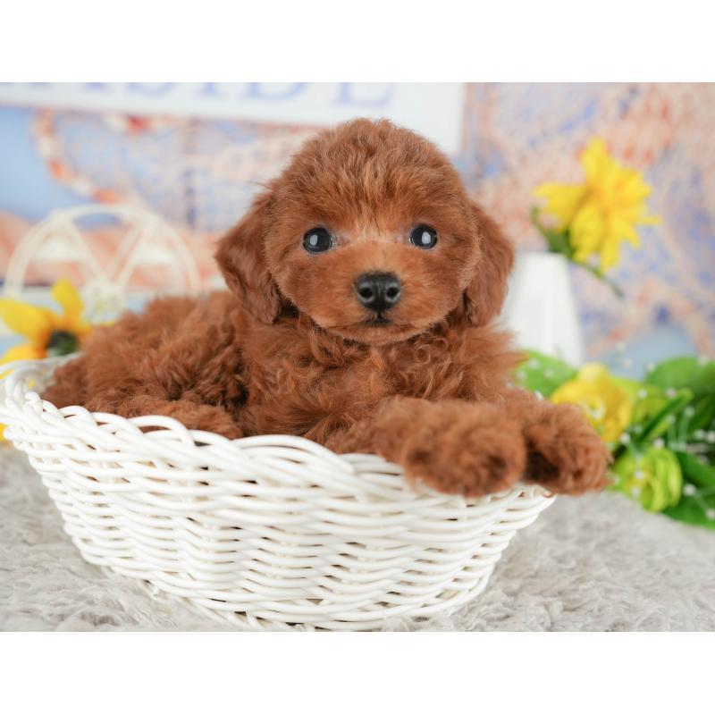 販売中の千葉県のトイプードル-438935の6枚目