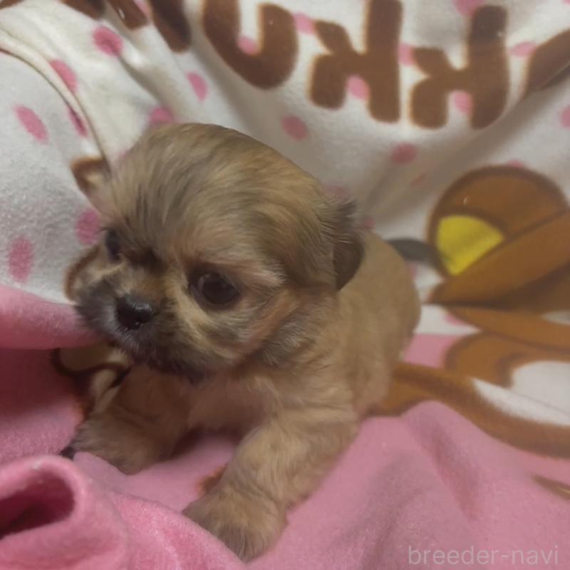 販売中の岐阜県のチワズー:チワワ×シーズー-438937の3枚目