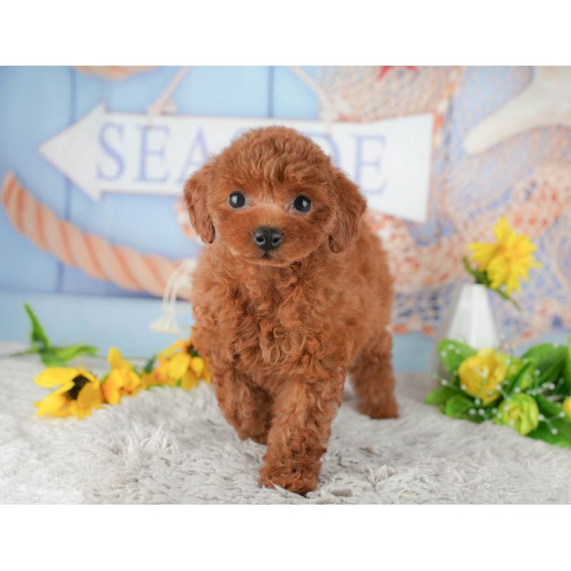 販売中の千葉県のトイプードル-438935の3枚目