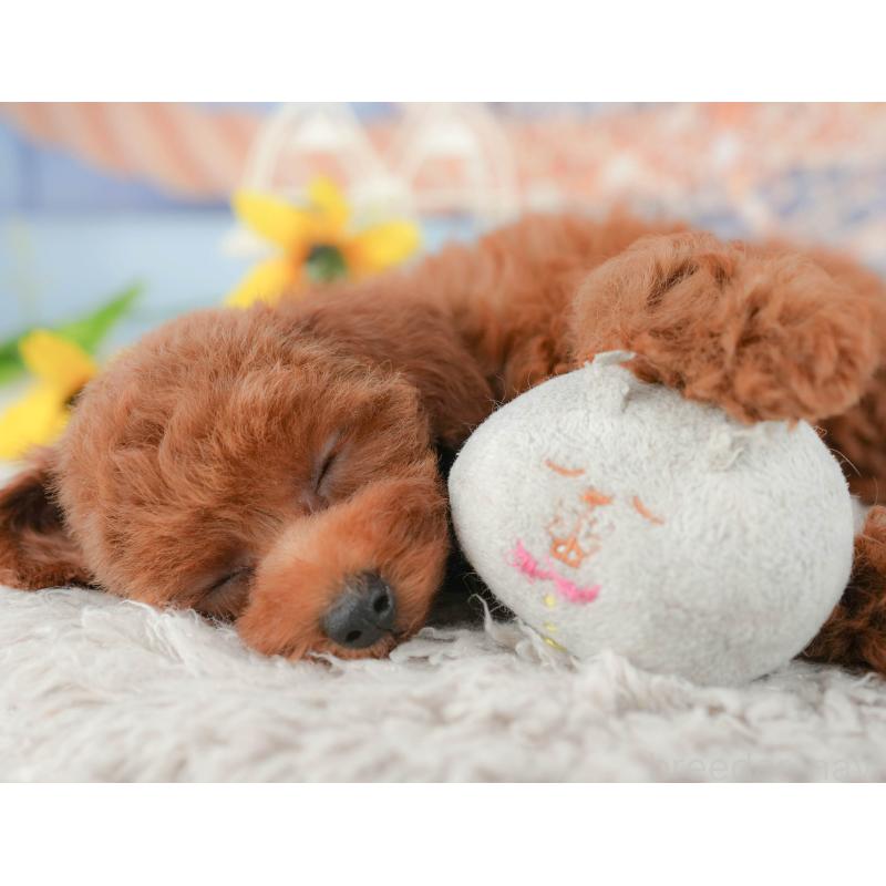 販売中の千葉県のトイプードル-438935の2枚目