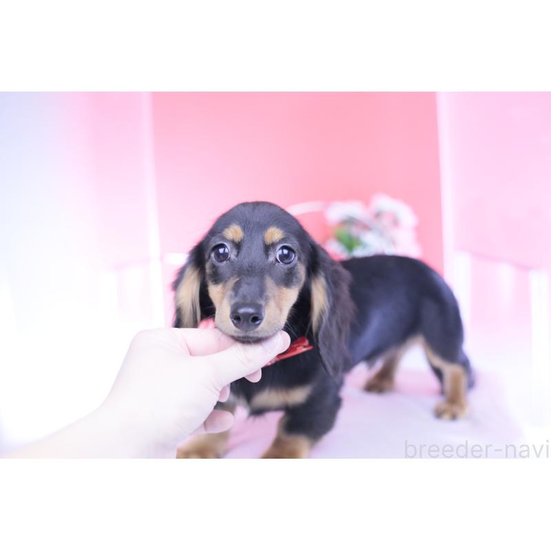 販売中の愛知県のカニンヘンダックスフンド(ロングヘアード)-418470の13枚目