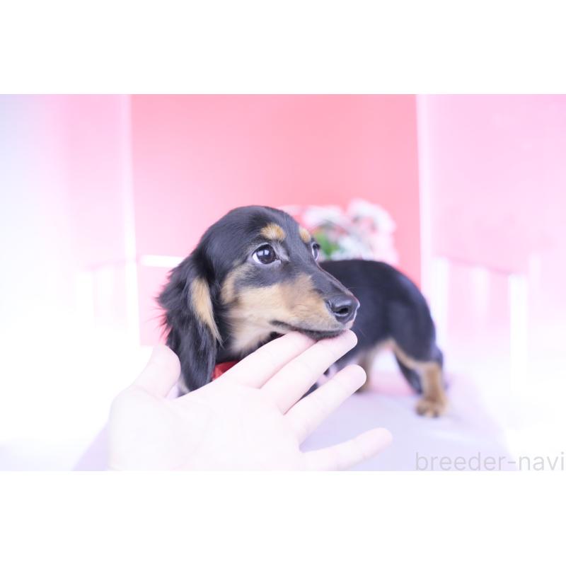 販売中の愛知県のカニンヘンダックスフンド(ロングヘアード)-418470の10枚目