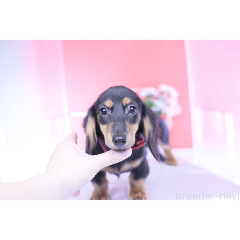 販売中の愛知県のカニンヘンダックスフンド(ロングヘアード)-418470の8枚目