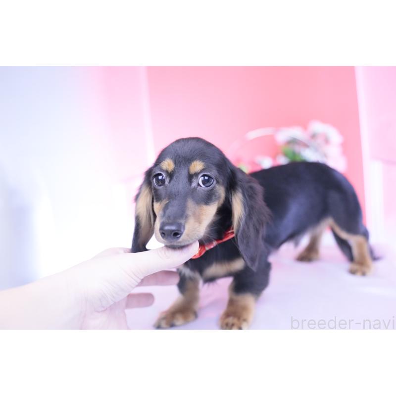 販売中の愛知県のカニンヘンダックスフンド(ロングヘアード)-418470の6枚目