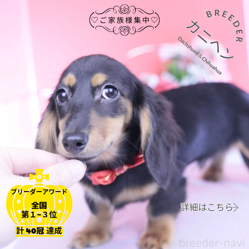 販売中の愛知県のカニンヘンダックスフンド(ロングヘアード)-418470の1枚目