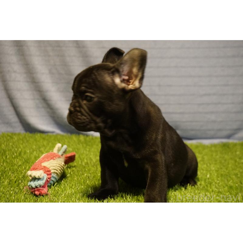 販売中の鹿児島県のフレンチブルドッグ-438939の4枚目