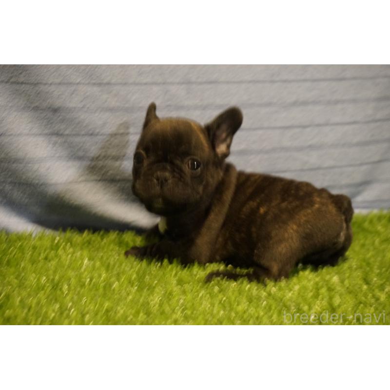 販売中の鹿児島県のフレンチブルドッグ-438939の3枚目
