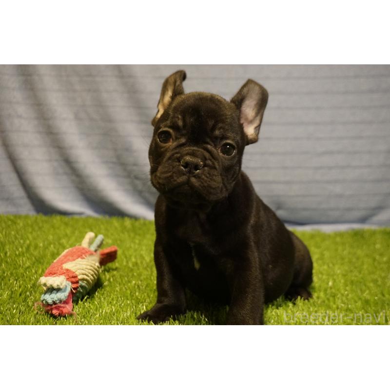 販売中の鹿児島県のフレンチブルドッグ-438939の2枚目