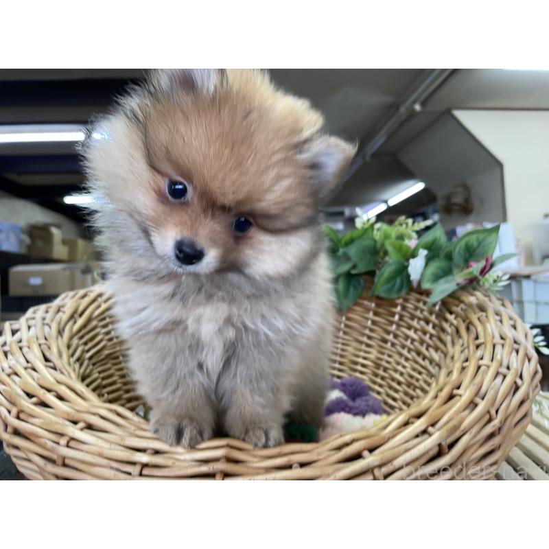 販売中の愛媛県のポメラニアン-438947の4枚目