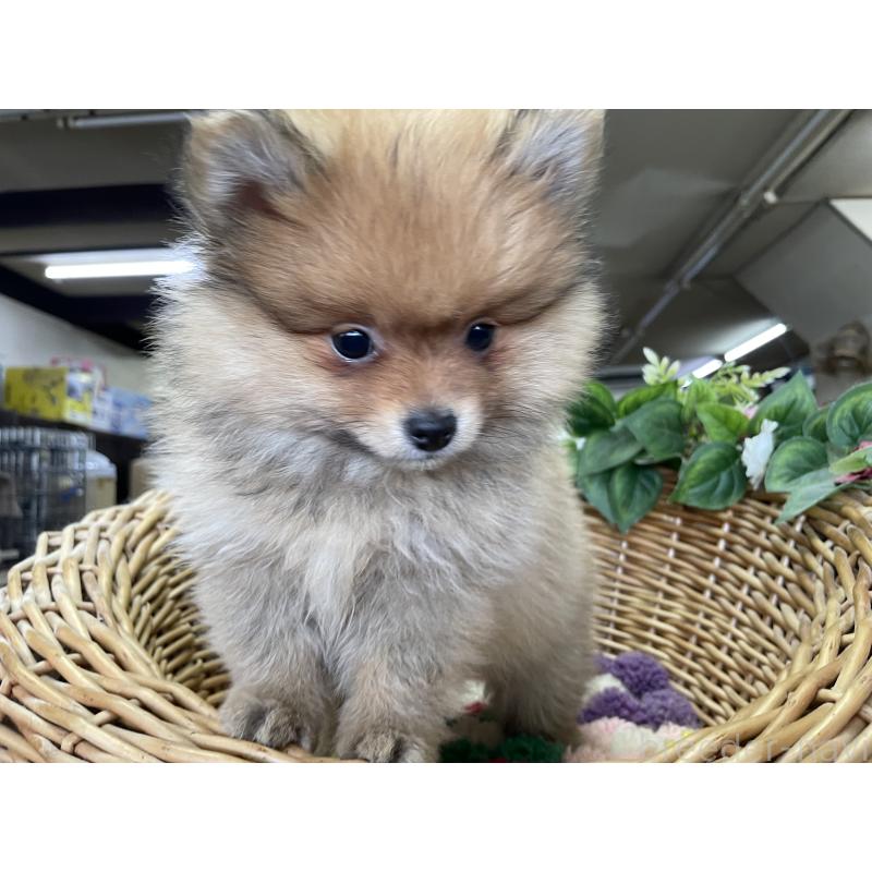 販売中の愛媛県のポメラニアン-438947の3枚目