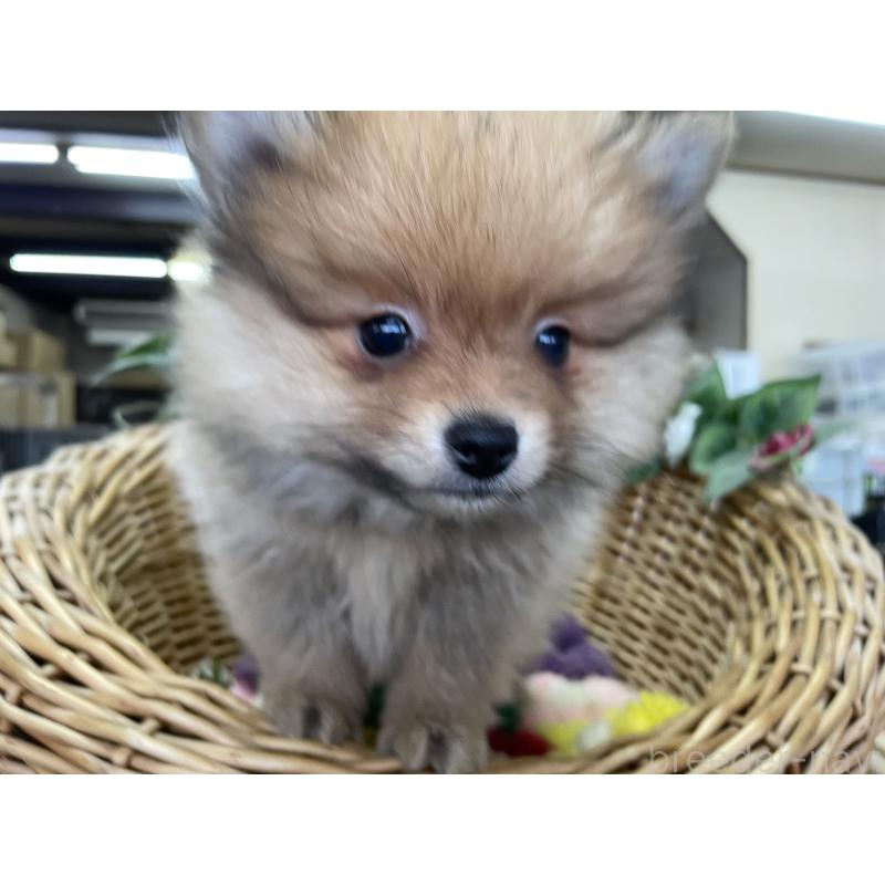 販売中の愛媛県のポメラニアン-438947の2枚目