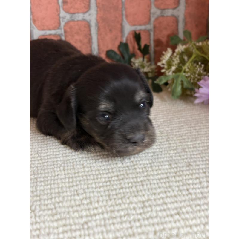 販売中の埼玉県のチワックス:チワワ×ミニチュアダックスフンド-438940の3枚目