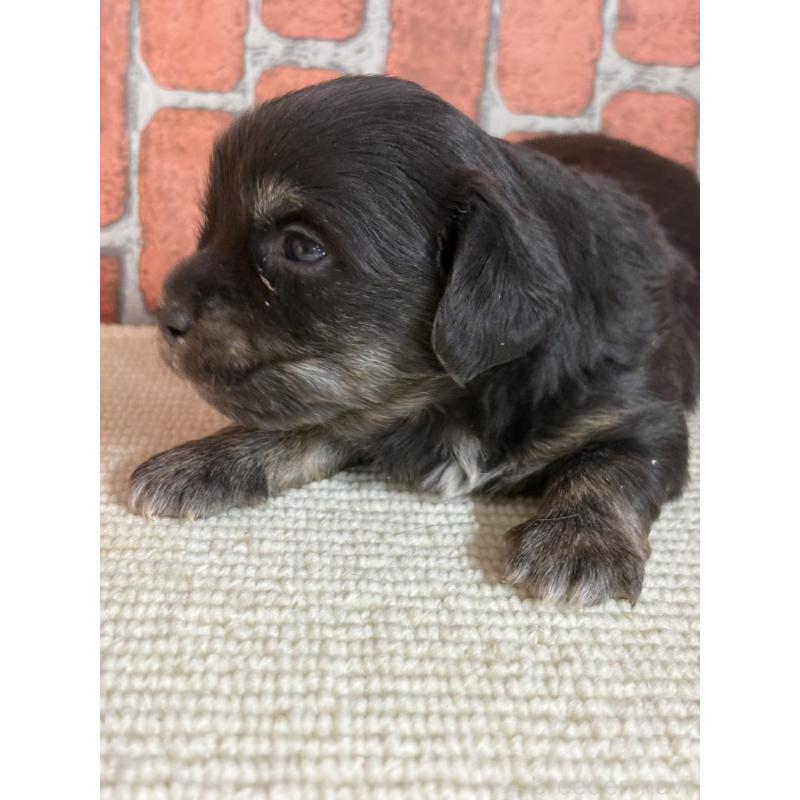 販売中の埼玉県のチワックス:チワワ×ミニチュアダックスフンド-438940の2枚目