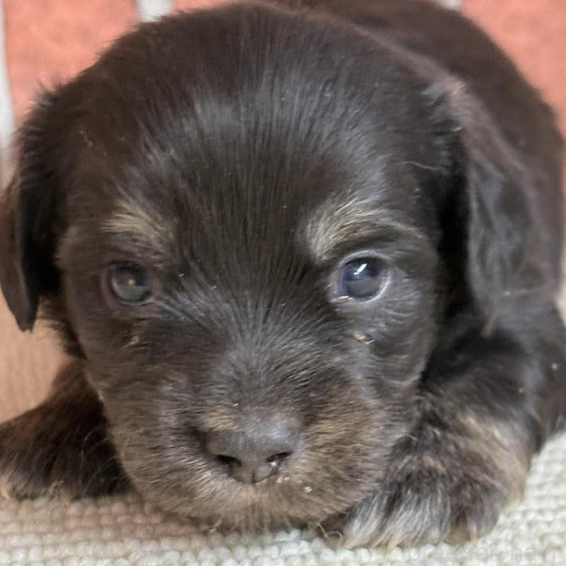 販売中の埼玉県のチワックス:チワワ×ミニチュアダックスフンド-438940の1枚目