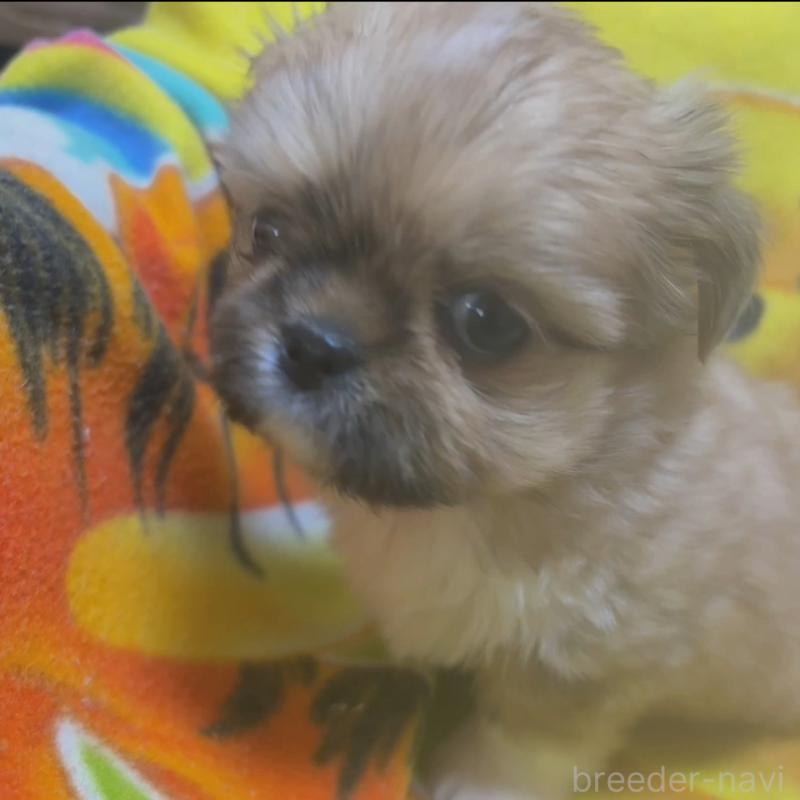 販売中の岐阜県のチワズー:チワワ×シーズー-438942の2枚目