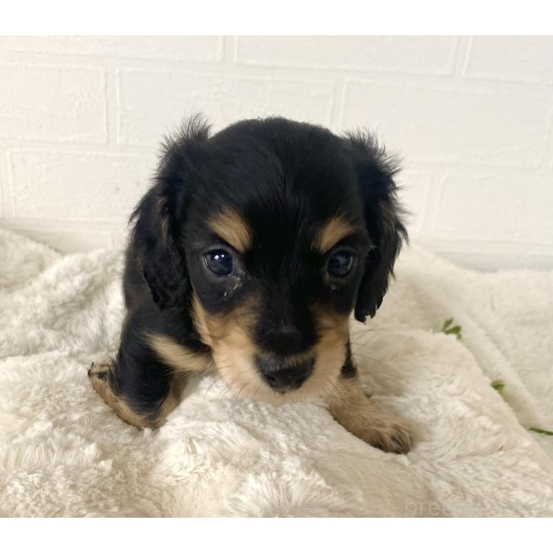 販売中の静岡県のミニチュアダックスフンド(ロングヘアード)-438945の4枚目