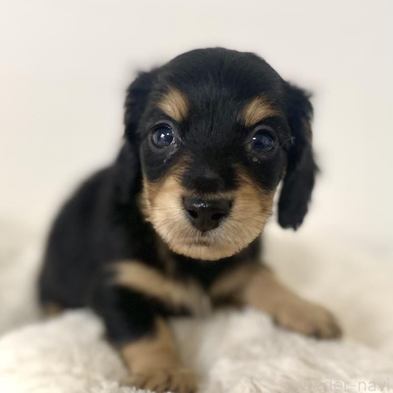 販売中の静岡県のミニチュアダックスフンド(ロングヘアード)-438945の3枚目