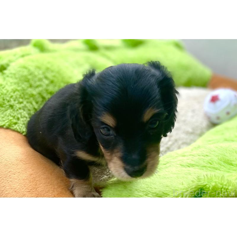 販売中の静岡県のミニチュアダックスフンド(ロングヘアード)-438945の2枚目