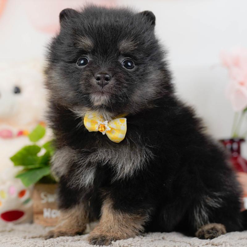 販売中の神奈川県のポメラニアン-438944