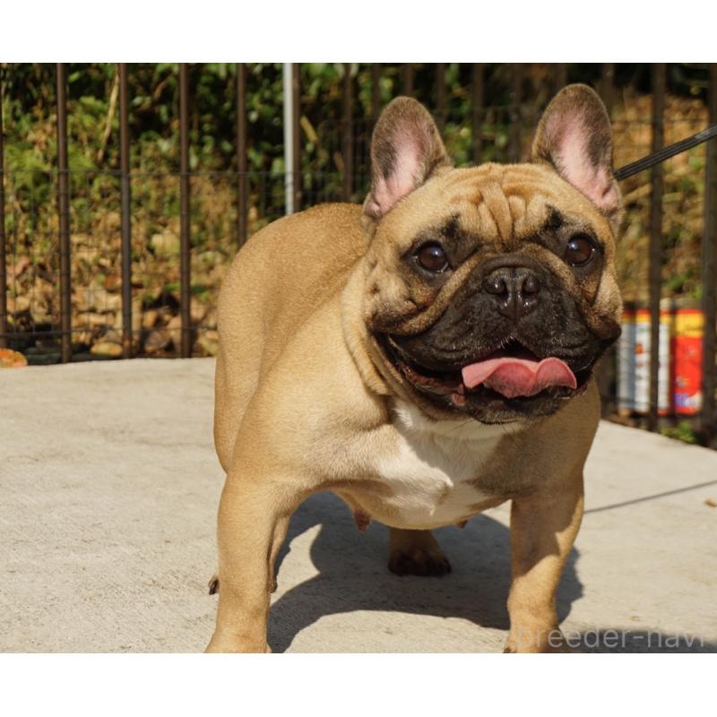 販売中の鹿児島県のフレンチブルドッグ-438952の6枚目