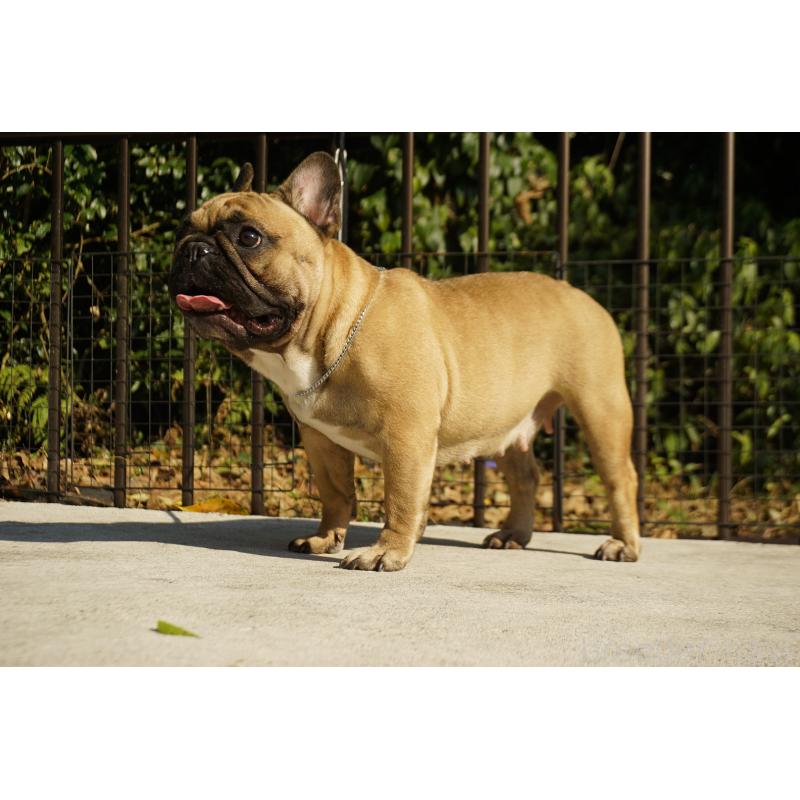 販売中の鹿児島県のフレンチブルドッグ-438952の4枚目