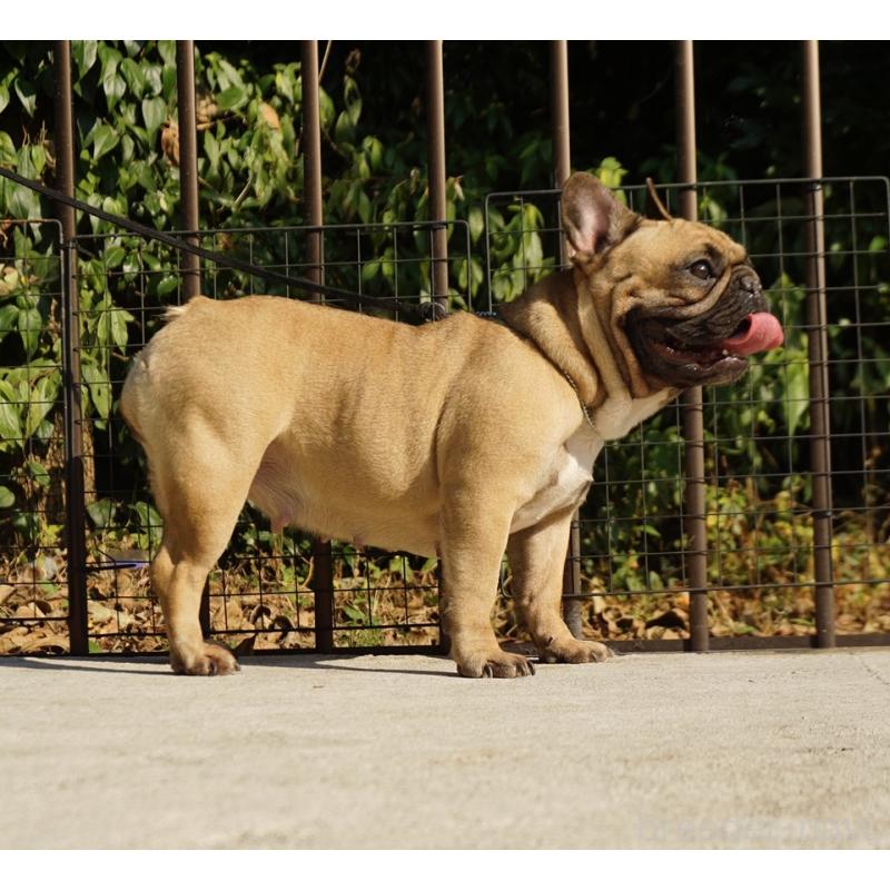 販売中の鹿児島県のフレンチブルドッグ-438952の3枚目