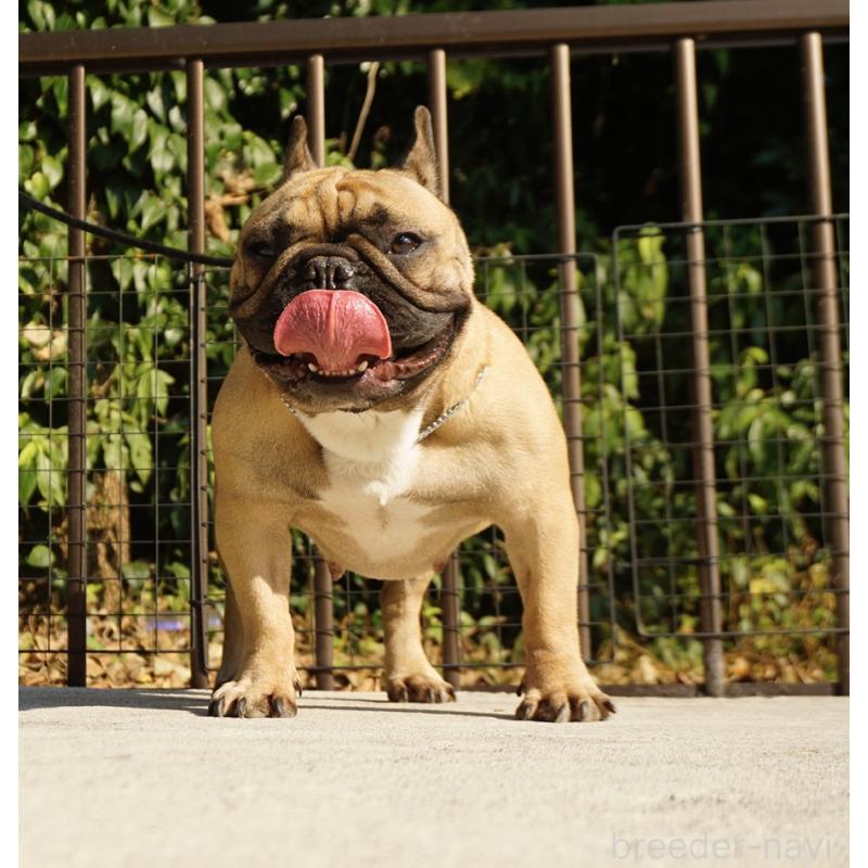 販売中の鹿児島県のフレンチブルドッグ-438952の2枚目