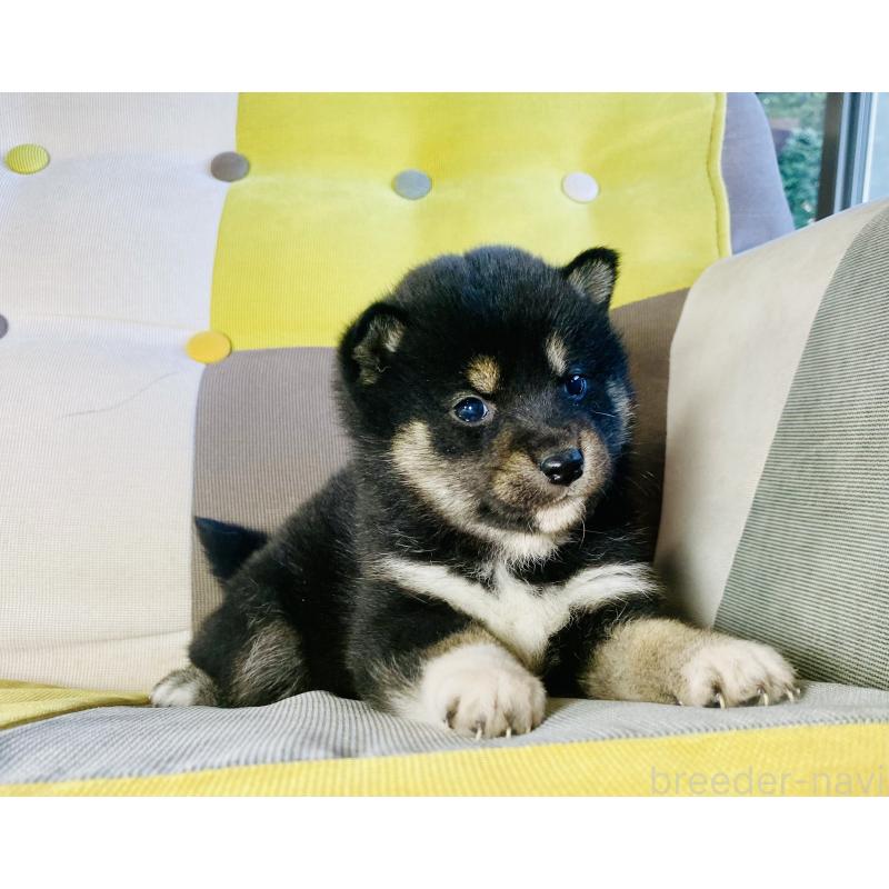 成約済の静岡県の豆柴-437600の6枚目