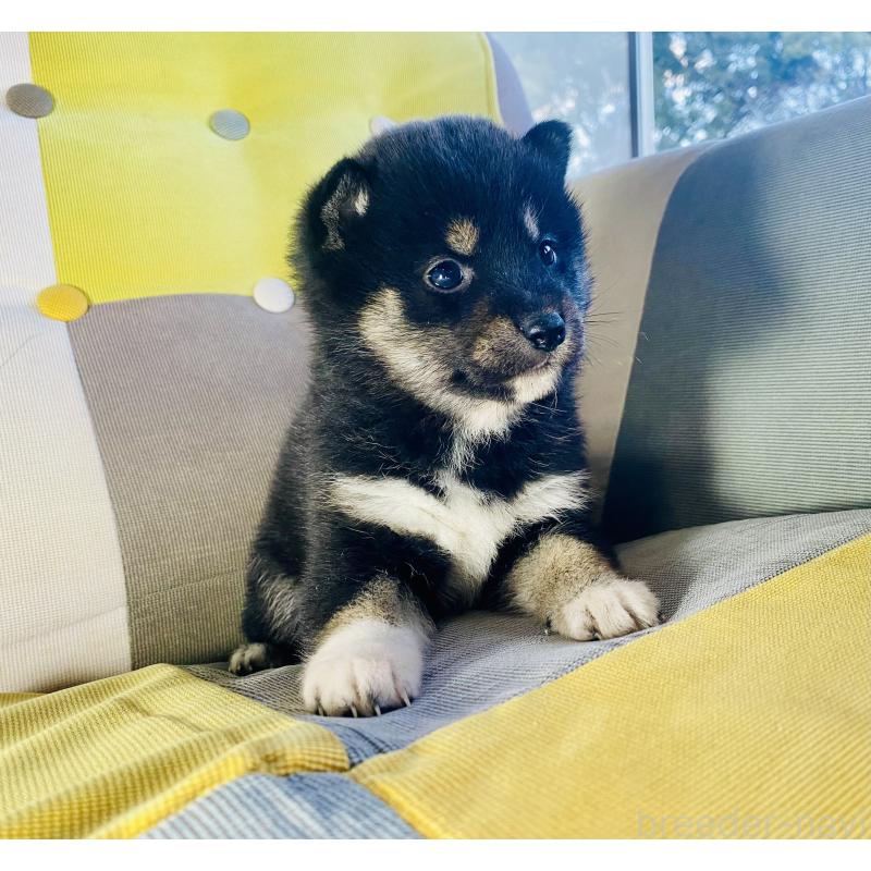 成約済の静岡県の豆柴-437600の4枚目