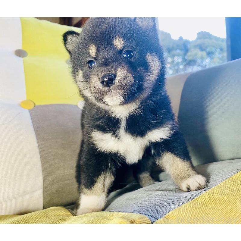 成約済の静岡県の豆柴-437600の3枚目