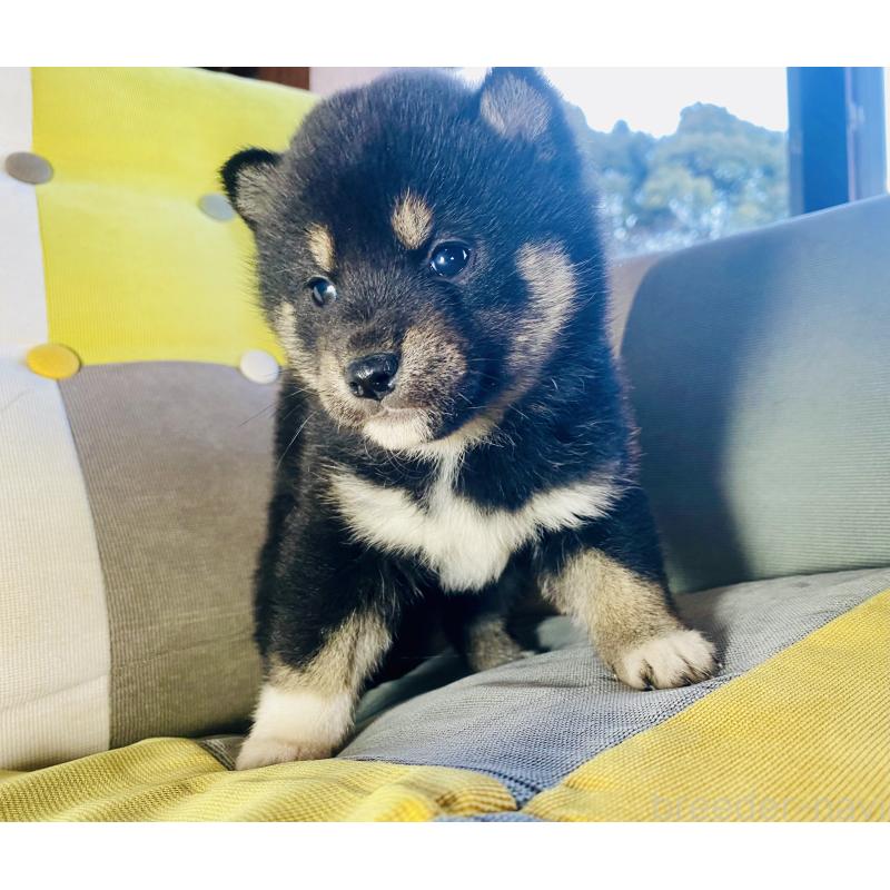 成約済の静岡県の豆柴-437600の2枚目