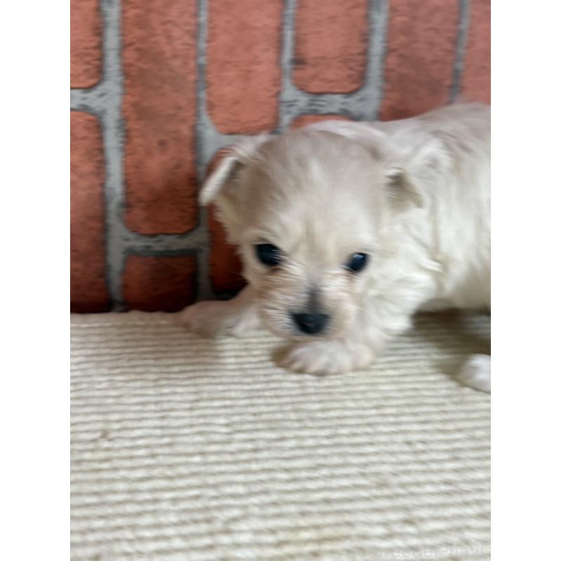 販売中の埼玉県のチワプー:チワワ×トイプードル-438949の3枚目