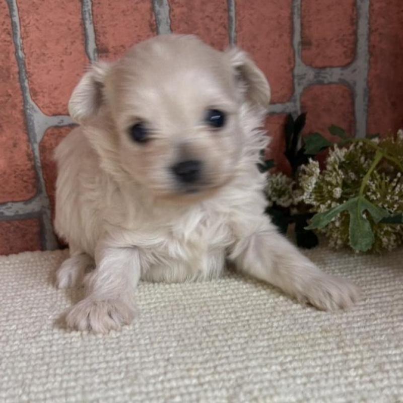 販売中の埼玉県のチワプー:チワワ×トイプードル-438949の2枚目