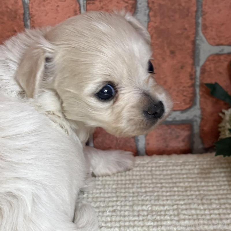 販売中の埼玉県のチワプー:チワワ×トイプードル-438949