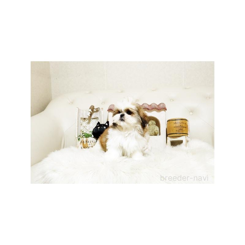 成約済の佐賀県のミックス犬-427759の3枚目