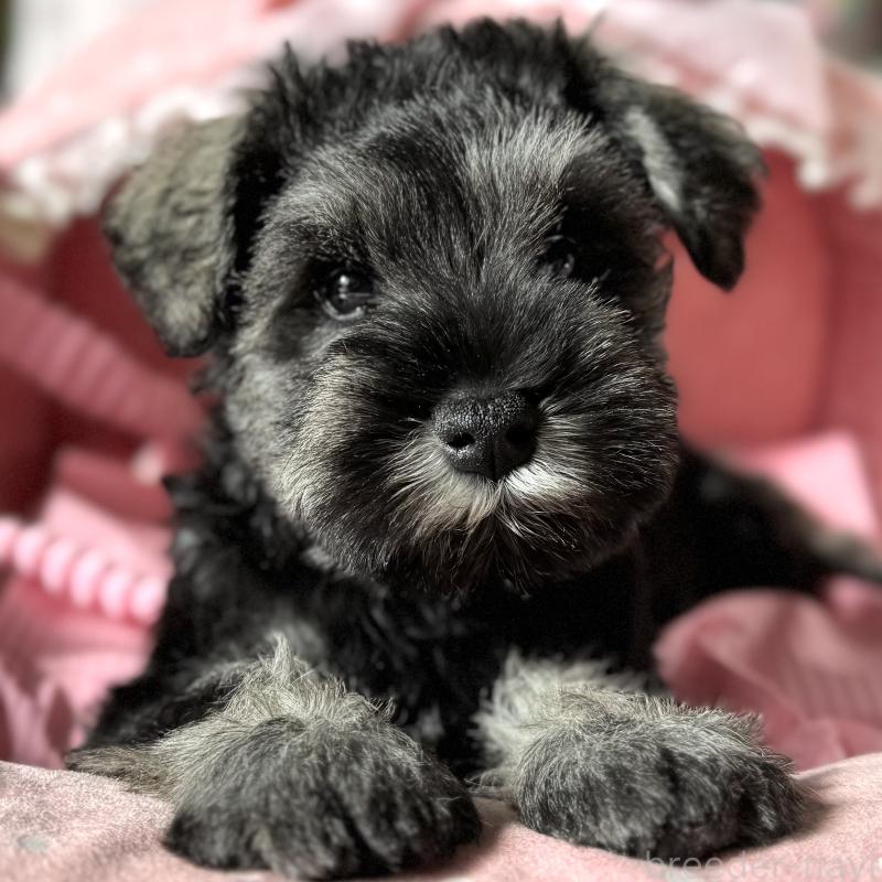 販売中の大阪府のミニチュアシュナウザー-438953の9枚目